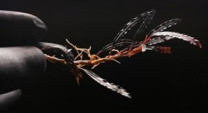 Bucephalandra catherinae dark ADET