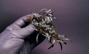 Bucephalandra catherinae dark ADET