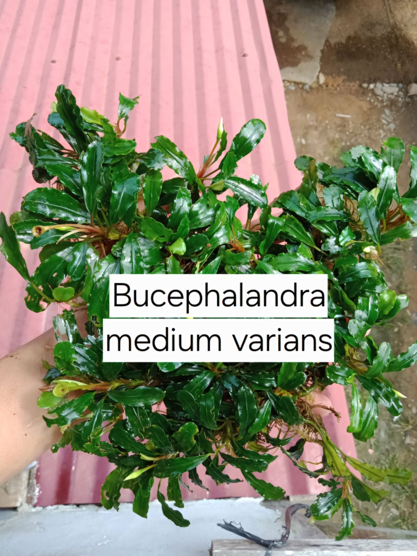 Bucephalandra medium varians 10x10CM