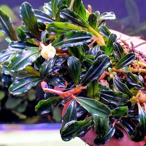 Bucephalandra brownie adinda ADET