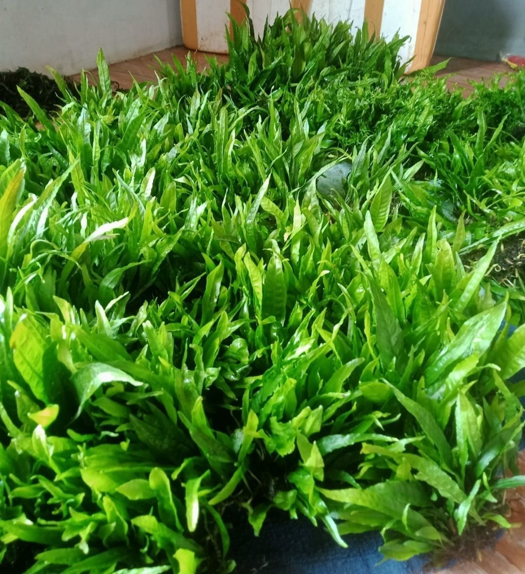 Microsorum pteropus (Java Fern) 50 GRAM ÖN SİPARİŞ