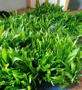 Microsorum pteropus (Java Fern) 50 GRAM ÖN SİPARİŞ