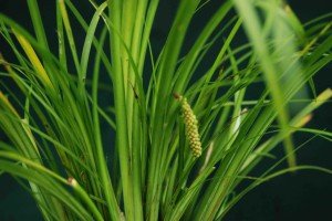 Acorus gramineus pusillus İTHAL BUKET ÖN SİPARİŞ