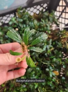 Bucephalandra brownie firebird ADET ÖN SİPARİŞ