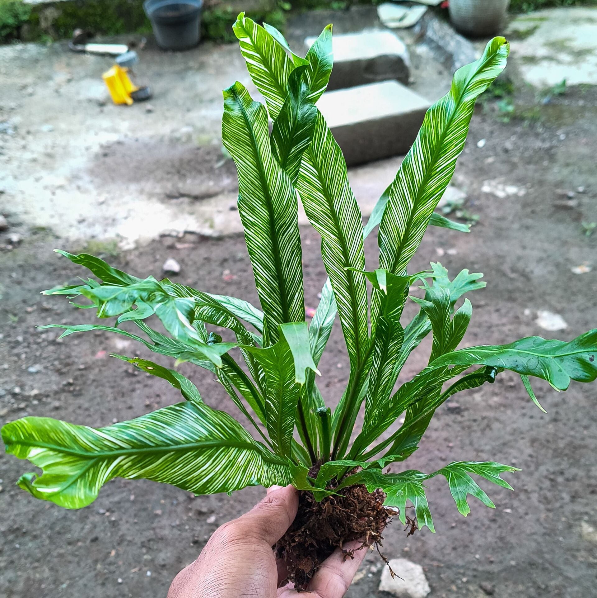 Asplenium nidus variegated