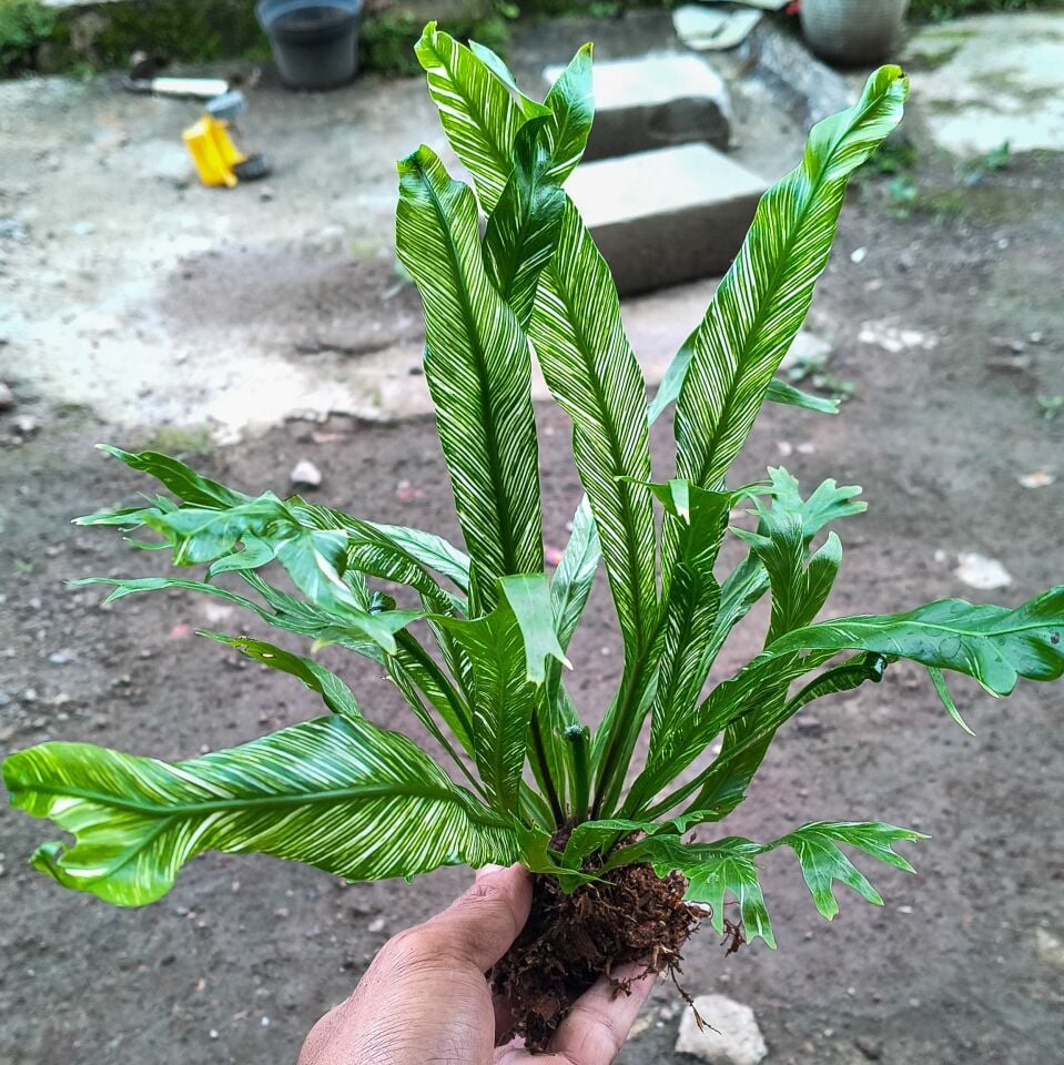 Asplenium nidus variegated