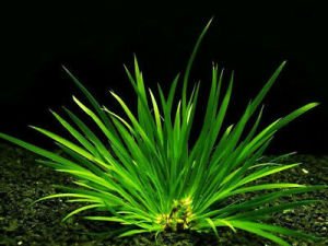 Acorus gramineus pusillus İTHAL SAKSI