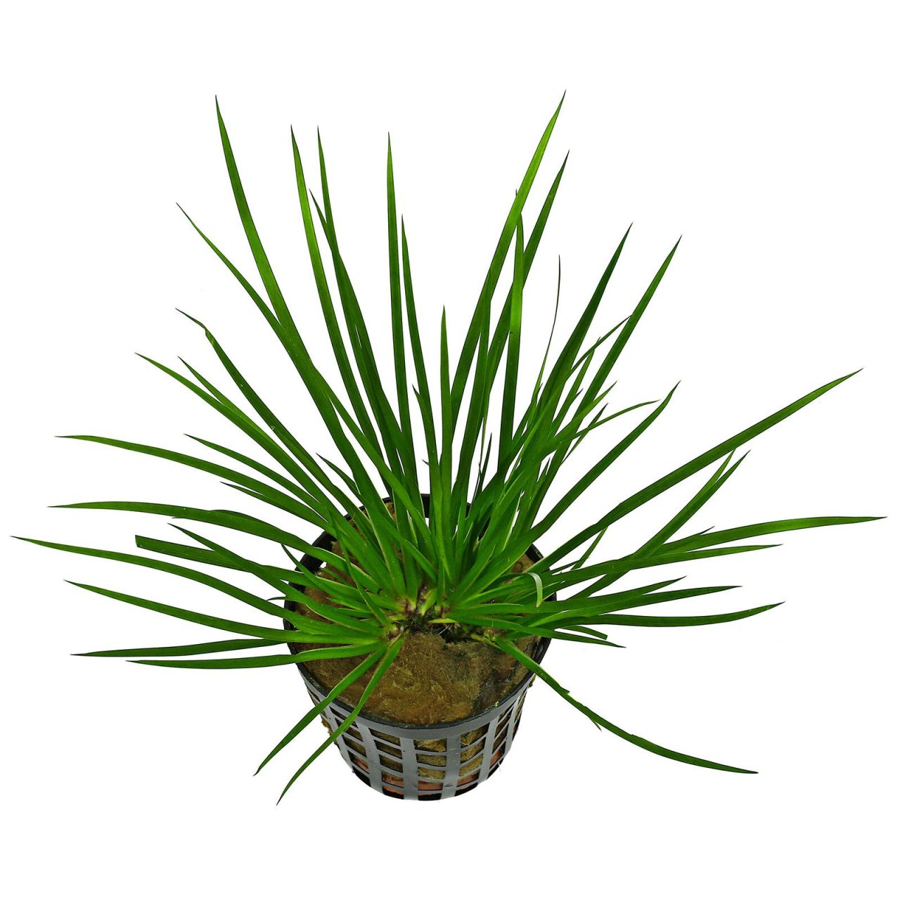 Acorus gramineus pusillus İTHAL SAKSI