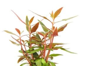 Dennerle Plants - Alternanthera reineckii mini POT