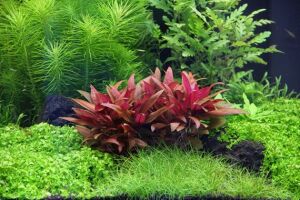 Dennerle Plants - Alternanthera reineckii mini POT