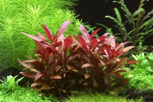 Dennerle Plants - Alternanthera reineckii mini POT