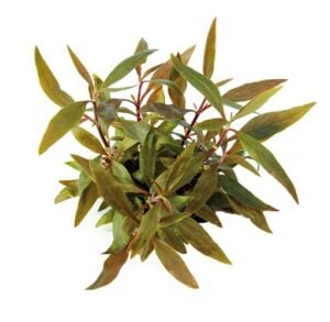 Dennerle Plants - Alternanthera reineckii mini POT