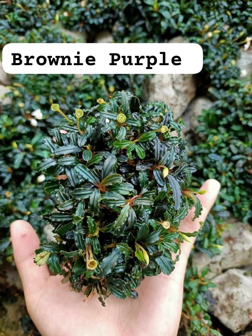 Bucephalandra brownie Purple 10X10CM ÖN SİPARİŞ
