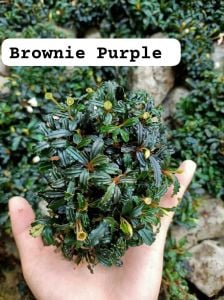 Bucephalandra brownie purple 10x10cm PORSİYON