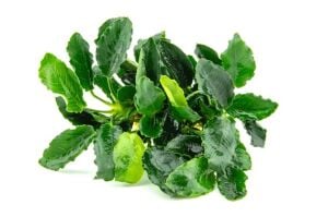 Dennerle Plants - Anubias barteri var.nana Kirin POT