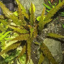 Cryptocoryne axelrodi IN VITRO CUP