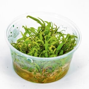 Cryptocoryne axelrodi IN VITRO CUP