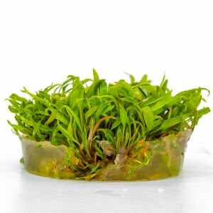 Cryptocoryne axelrodi IN VITRO CUP