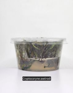 Cryptocoryne axelrodi IN VITRO CUP