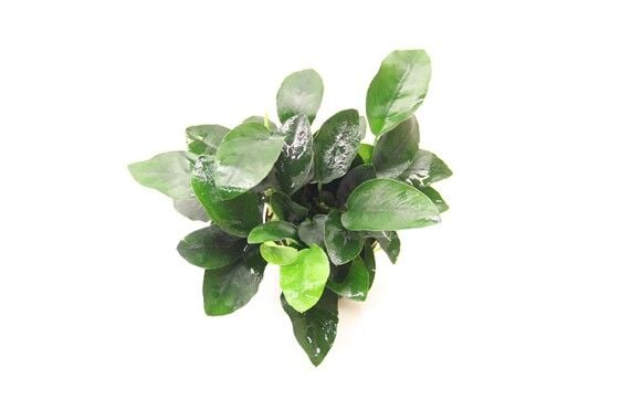 Dennerle Plants - Anubias barteri var.nana POT