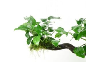Dennerle Plants - Anubias barteri var.nana POT