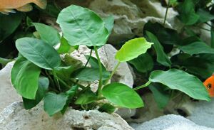 Dennerle Plants - Anubias barteri var.nana POT