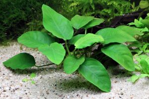 Dennerle Plants - Anubias barteri var.nana POT