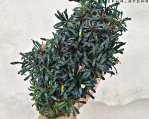 Bucephalandra mini pygmea 10x10cm PORSİYON