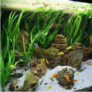 Vallisneria asiatica BUKET