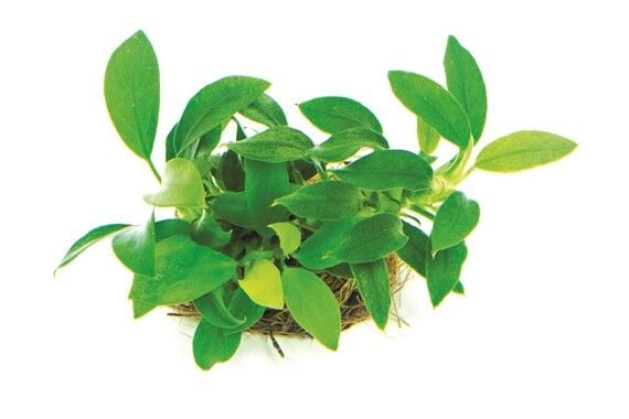 Dennerle Plants - Anubias nana Bonsai POT