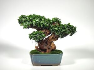 Dennerle Plants - Anubias nana Bonsai POT