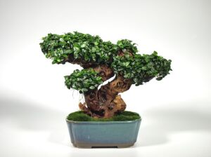 Dennerle Plants - Anubias nana Bonsai POT