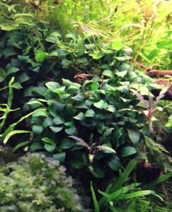 Dennerle Plants - Anubias nana Bonsai POT