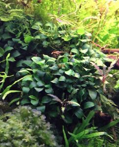 Dennerle Plants - Anubias nana Bonsai POT