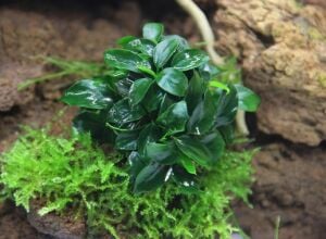 Dennerle Plants - Anubias nana Bonsai POT