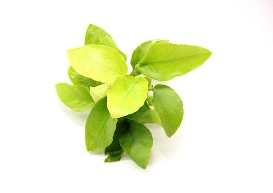 Dennerle Plants - Anubias nana Gold POT