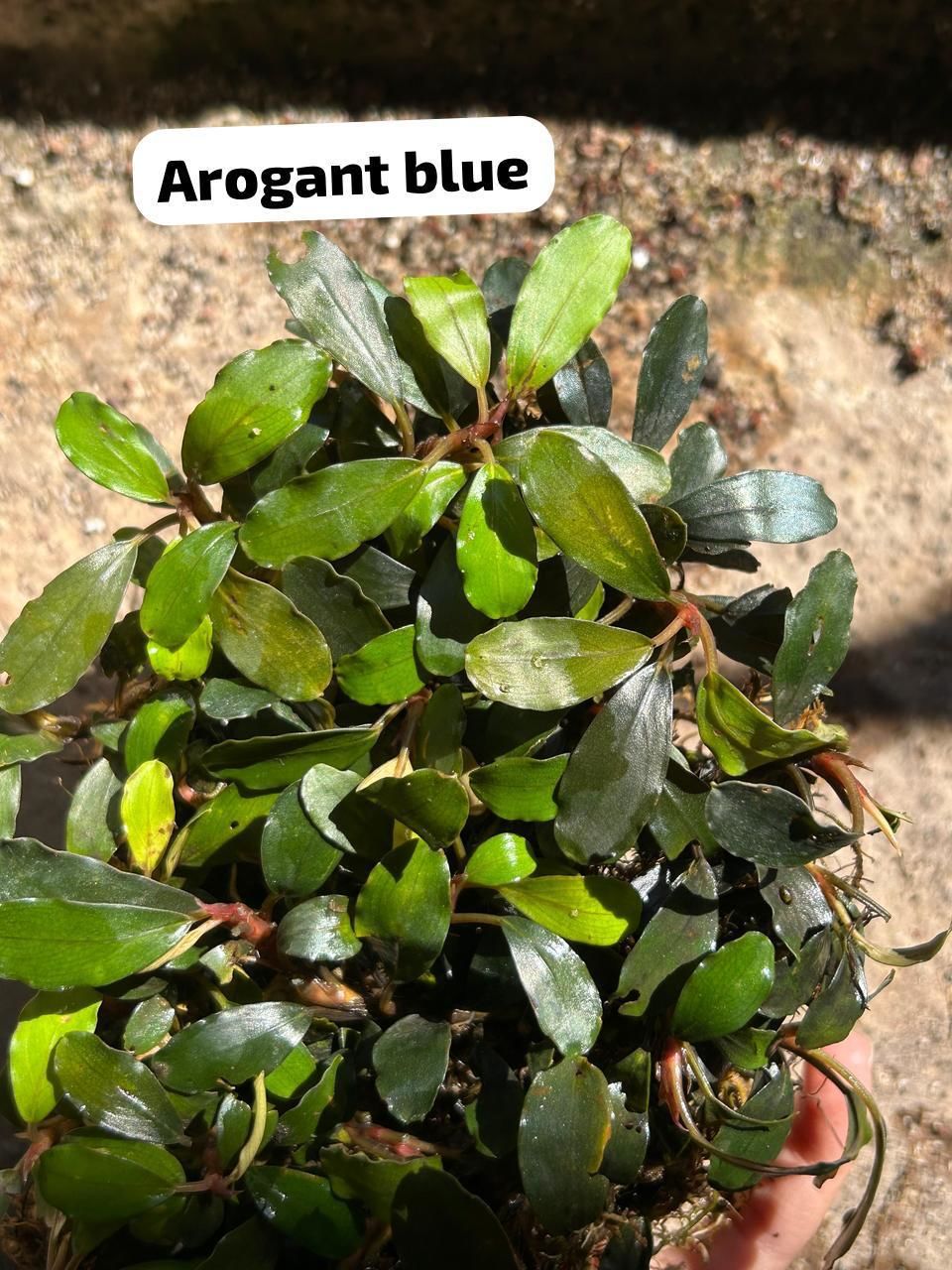 Bucephalandra aragont blue 10x10cm PORSİYON