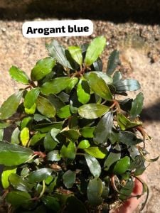 Bucephalandra aragont blue 10x10cm PORSİYON
