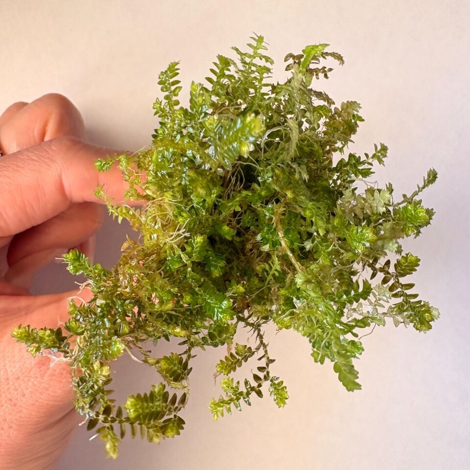 Selaginella sp. BUKET İTHAL