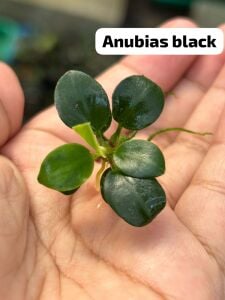 Anubias black ADET ÖN SİPARİŞ