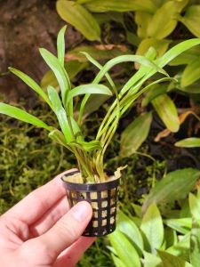 Cryptocoryne albida brown SAKSI