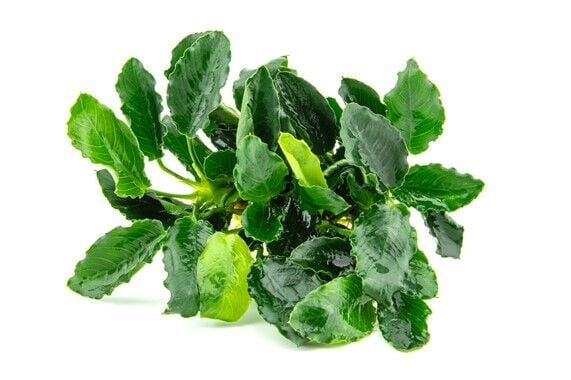 Anubias Kirin ADET