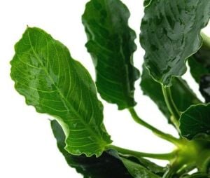 Anubias Kirin ADET İTHAL