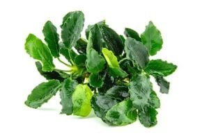 Anubias Kirin ADET İTHAL