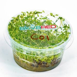 Cardamine lyrata IN VITRO CUP