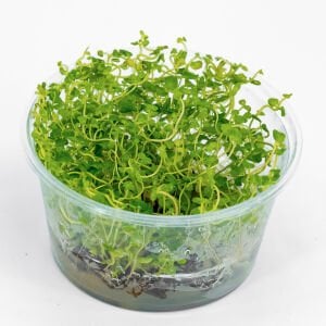 Cardamine lyrata IN VITRO CUP