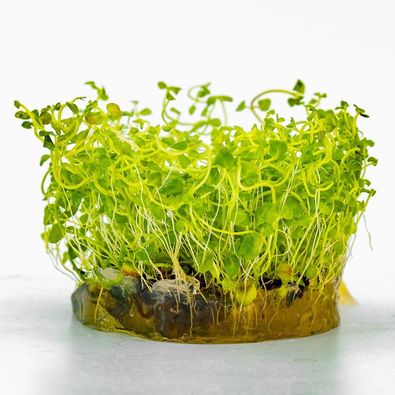 Cardamine lyrata IN VITRO CUP