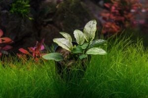 Anubias white pinto ADET İTHAL