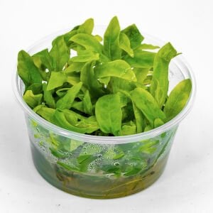Hygrophila costata IN VITRO CUP
