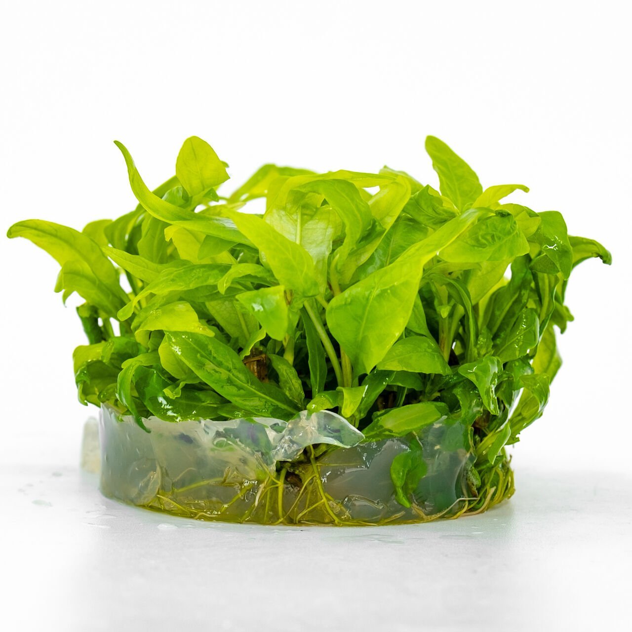 Hygrophila costata IN VITRO CUP